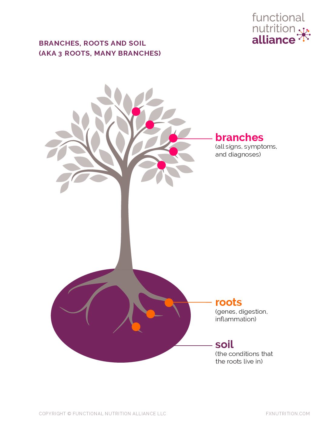 Functional Nutrition’s “3 Roots, Many Branches” Framework